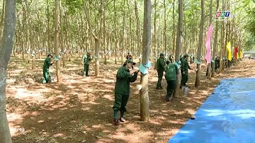 Công ty Cổ phần Cao su Bà Rịa ra quân thu hoạch mủ cao su | BRTgo
