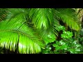 Звуки Тропических лесов
