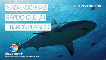 ¿Qué puede vencer a un gran tiburón blanco?