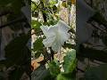 Beautiful flowers & Photography #shorts #flowers #nature #garden #trending #photography