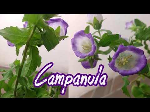 Vídeo: Campânula De Flores Grandes