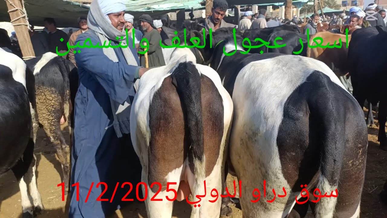 اجمل الاسعار للعجول العلف وعجول القنيه بسوق دراو 11/2/2025