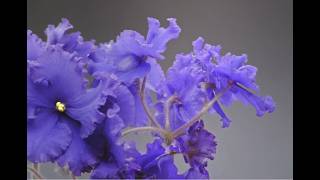 ლუარა  ჭანტურია  - "ბუნების ვალსი"