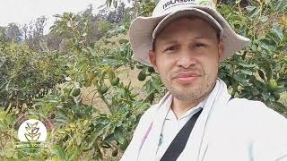 Experiencia y resultados nutricionales en aguacate Hass  Finca La Tribuna