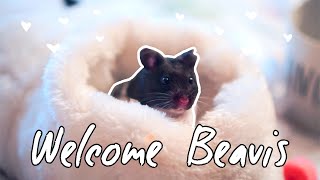 Meet My New Hamster | Welcome Beavis! 🐹