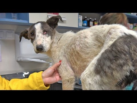 This Dog Suffered So Much, But Her Life Was About To Take a New Turn - YouTube