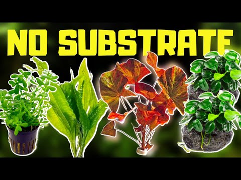 🌱 TOP 10 AQUARIUM PLANTS THAT DON'T NEED SUBSTRATE!