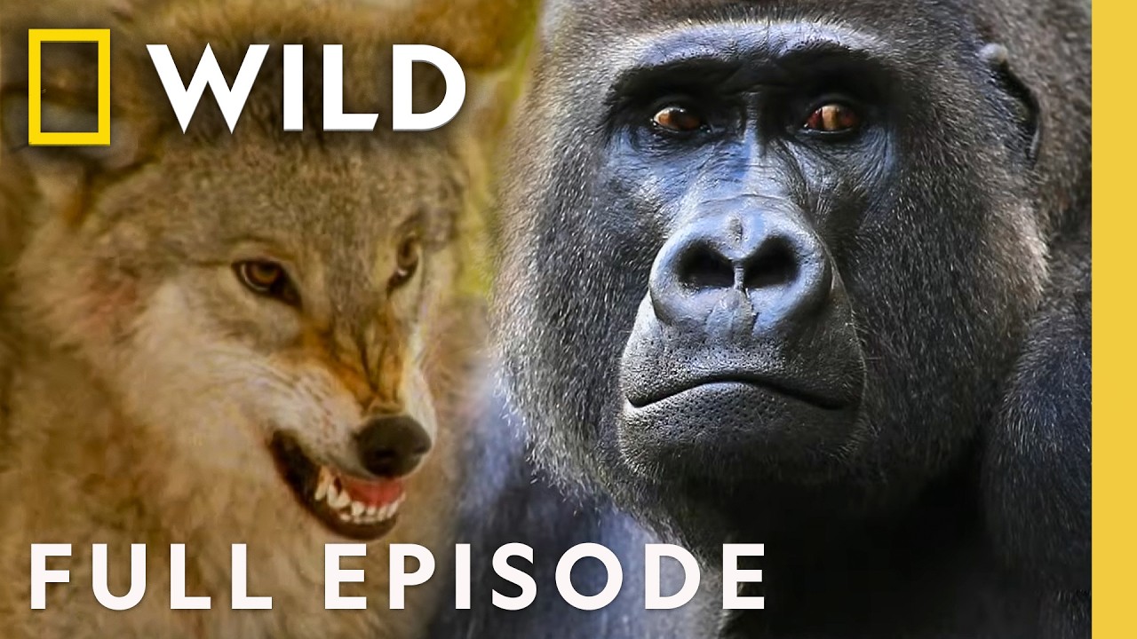 Deadly Sins of the Animal Kingdom (Full Episode) | World's Deadliest Sins | Nat Geo Animals