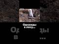 Ого, да тут целый склад... #shorts  #metaldetecting #коп #forest #ww2