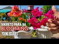 YOUNG BOUGAINVILLEA IN BLOOM | PAANO PABULAKLAKIN ANG MGA YOUNG BOUGAINVILLEA