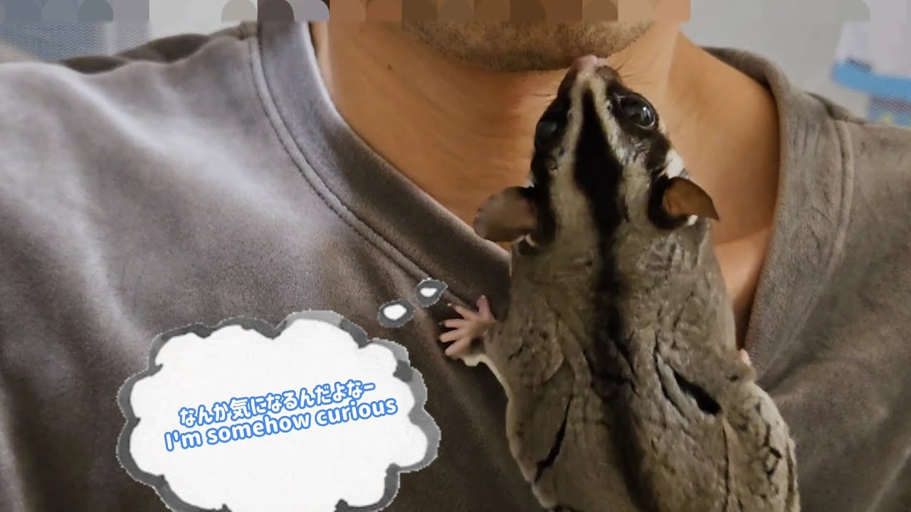 #86 ヒゲやら鼻やら噛んできます　He bites his daddy's beard and nose.