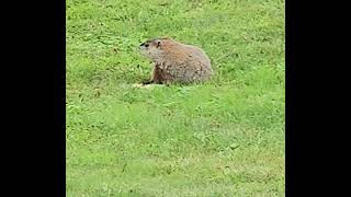 Woodchuck Eats Corn On The Cob