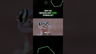 Why Do Geckos Lick Their Eyeballs?