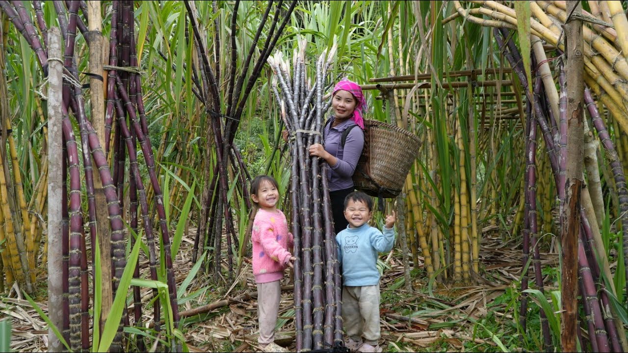 Harvesting a huge sugarcane field and taking it to the market to sell - Cooking with my child