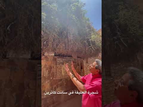 شجرة العليقة في سانت كانرين مالهاش مثيل في العالم كله