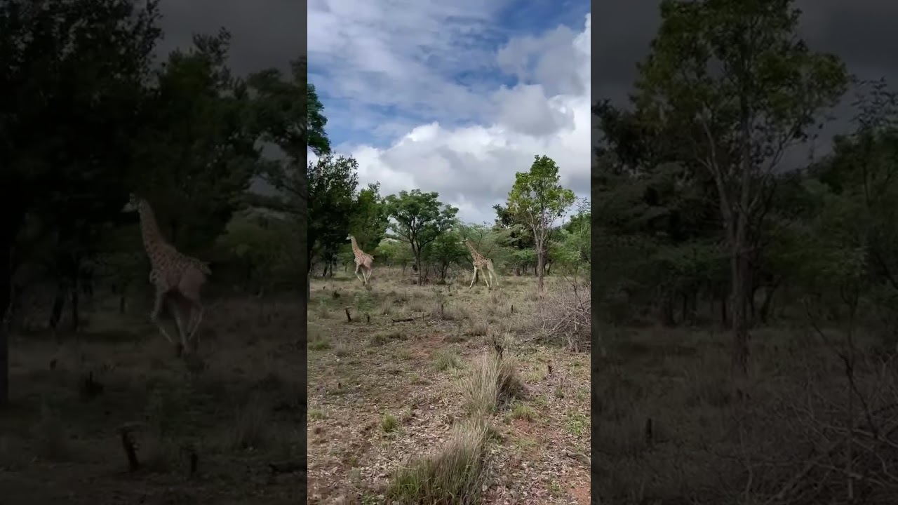 We welcome two young giraffes to the farm 