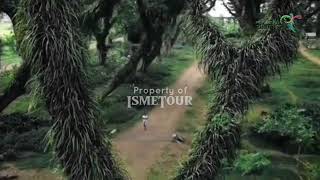 Exploring The Beauty Of De Djawatan Forest, Banyuwangi