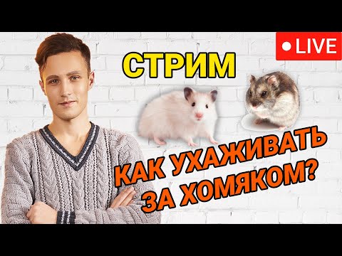 04.07.2022 Стрим - как ухаживать за хомяком, вопрос-ответ