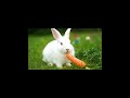 Rabbit eating carrot #rabbit #eating #food #cute