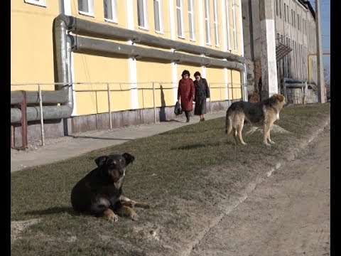 Проблема бродячих животных — ответственность населения