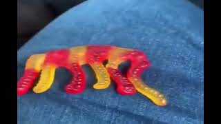 Gummy Elephant