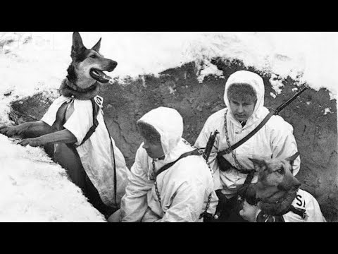 Легендарные Собаки Времен Великой Отечественной Войны И Их Бессмертные Подвиги