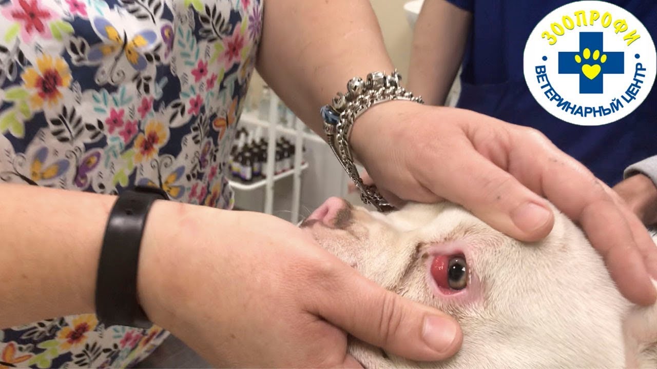 АДЕНОМА ТРЕТЬЕГО ВЕКА У СОБАКИ ОПАСНО ЛИ ЭТО?