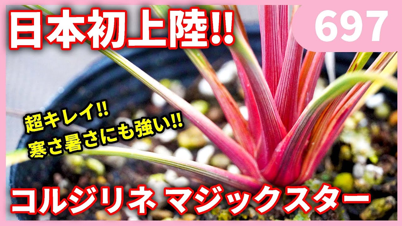 First landing in Japan! Introducing Cordyline Magic Star and the