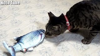 リアル魚おもちゃ！動く魚への反応は？ビビリの保護猫ミーコ！Moving Fish Cat Toy