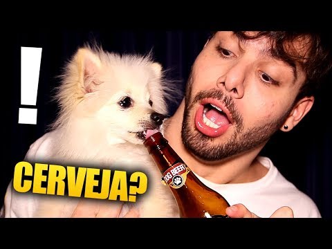 Vídeo: Cachorro não vai comer a comida cara que você compra para ele?