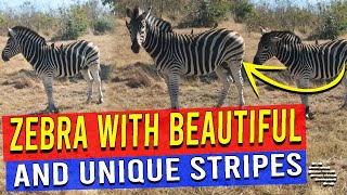 Zebra With Beautiful and Unique Stripes Filmed as Guy Commentates