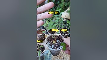 Dùng NHIỀU Nấm Đối Kháng (Trichoderma) Làm Cây Ngỏm?