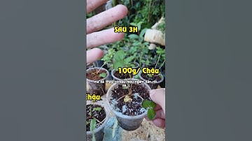 Dùng NHIỀU Nấm Đối Kháng (Trichoderma) Làm Cây Ngỏm?