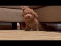 名前を呼ばれると、ソファーの下から生えてくる犬ｗｗｗｗ【ティーカッププードル】