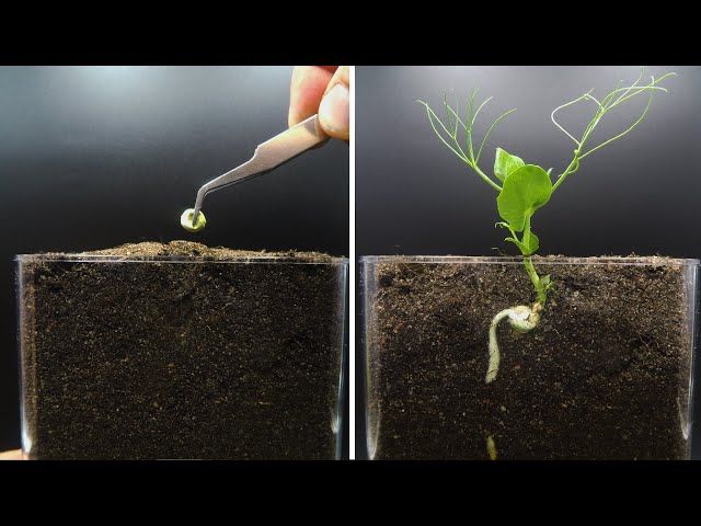 Growing Pea Time Lapse class=