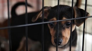 Wright-Way Rescue holds pet adoption day in tent