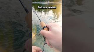 #2025 #fishing #рыбалка #carpfishing #trout #форель #спиннинг #spinning #daiwa #reel #presso