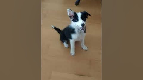 Border collie puppy growing up 2 to 5 months!