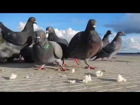 Pigeons eating funny close-up / Baloži tuvplānā