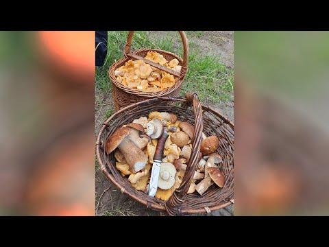 Грибы,ягоды и рыбалка! Как успеть ВСЁ?! Грибы в Калининграде 2020.