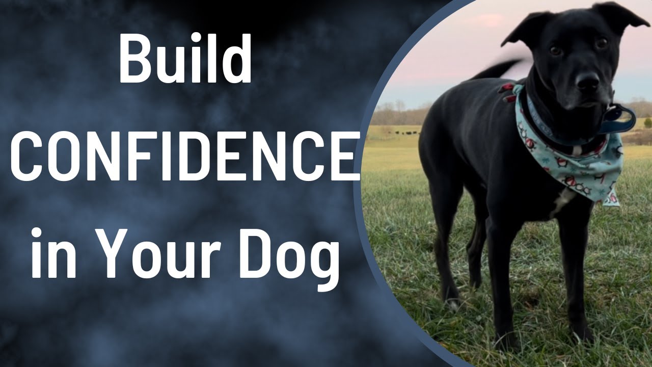 Why Positive Reinforcement BUILDS CONFIDENCE In Dogs (The Dog Training