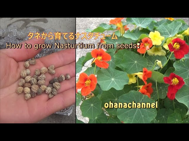 タネから育てるナスタチューム How To Grow Nasturtium From Seed Youtube