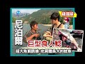 【尼泊爾】火葬河中變異食人巨鲶 攻擊人類真實事件｜《世界第一等》512集精華版 #好家在我在家