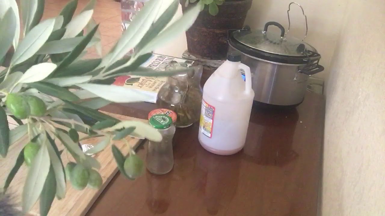 LAS HOJAS DE OLIVO ,EXCELENTE REMEDIO PARA LA PRESIÓN ARTERIAL YouTube