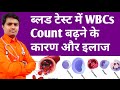 High Wbcs Count In Blood ब लड म WBCs बढ न क क रण और इल ज High Wbc Count Treatment In Hindi