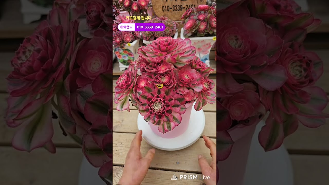 다남다육 (이화랜드) 라이브 스트리밍 중010-3339-2461문자주세요. 인천계양구이화동258-1