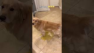 Funny Dogs Compilation #shorts