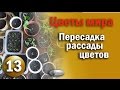 Как ПЕРЕСАЖИВАТЬ Рассаду / ЦВЕТЫ МИРА / Цветоводство / The flowers of peace / floriculture