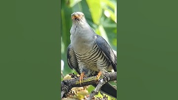 Thumbnail of Common Cuckoo Sound