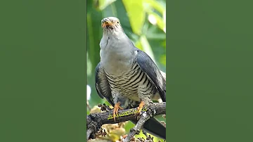 Common Cuckoo Sound